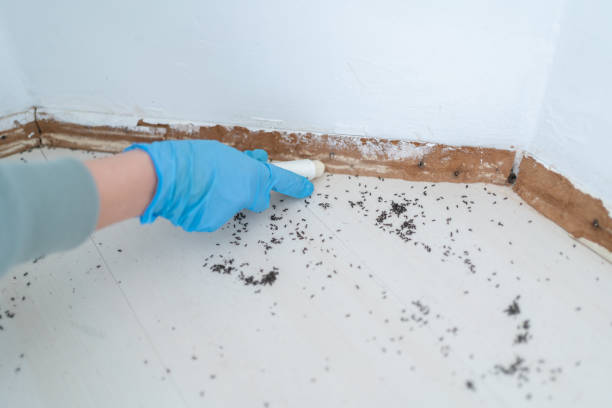 Best Residential Pest Control  in Seatac, WA